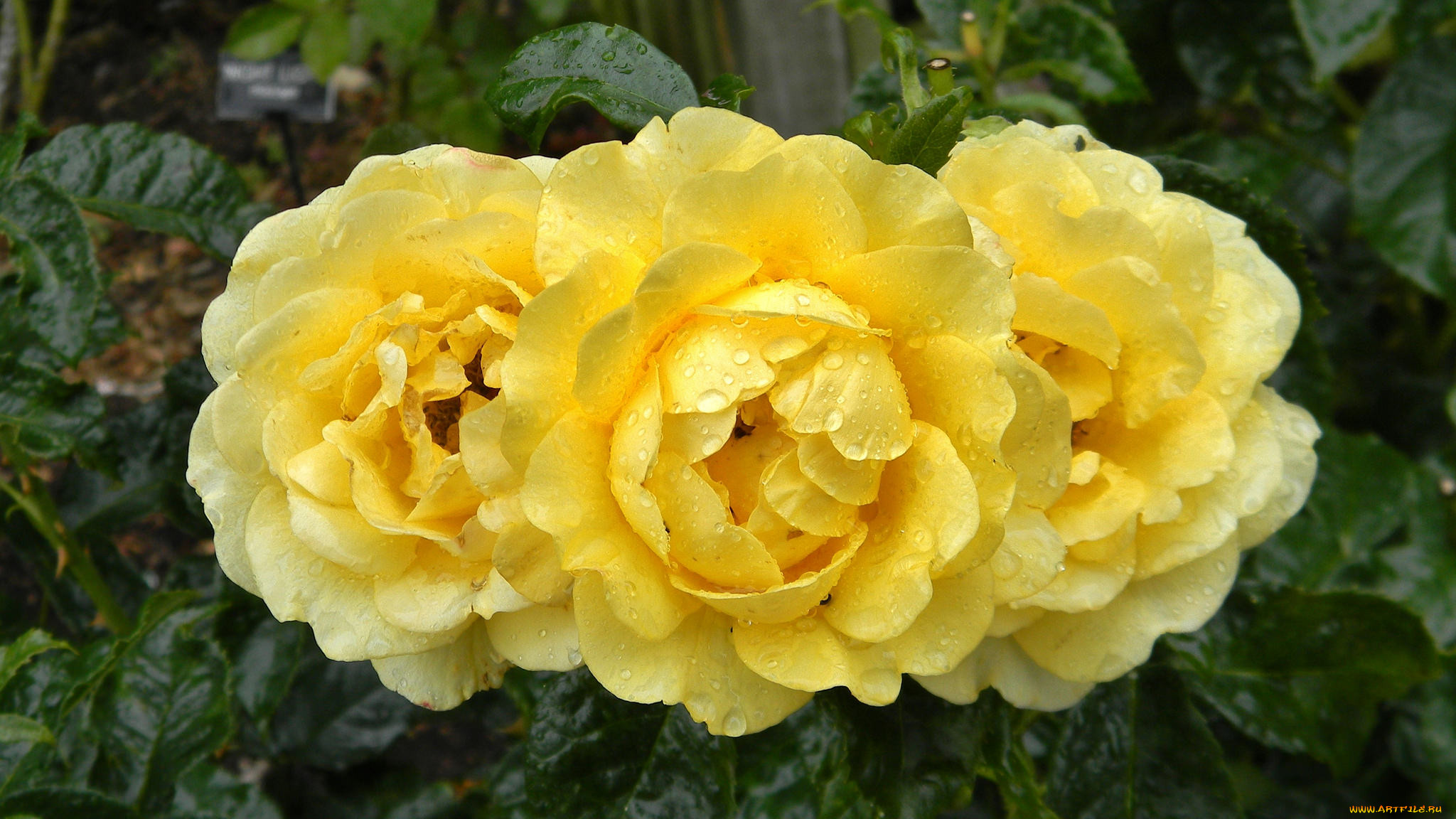 rosa golden smiles, , , , 